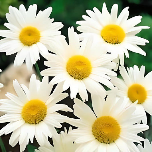 Shasta Daisy Seeds | Non-GMO | 500+ seeds