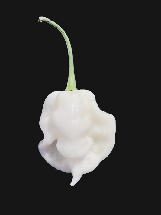 25+ White Ghost ( mixed shape ) pepper Seeds