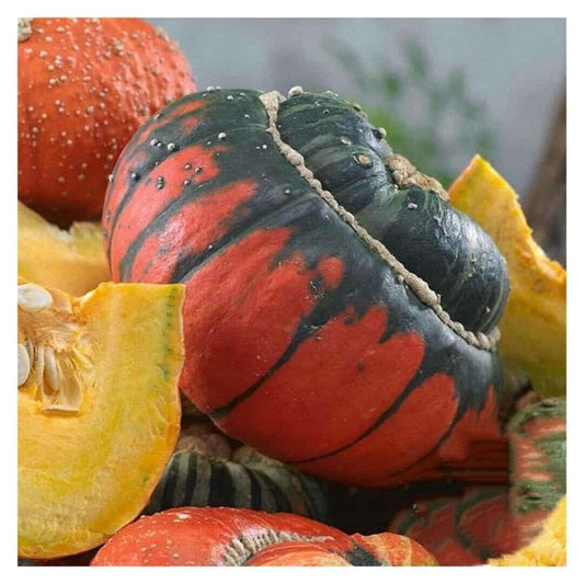 Turks Turban  Gourd seeds | 10 Seeds |