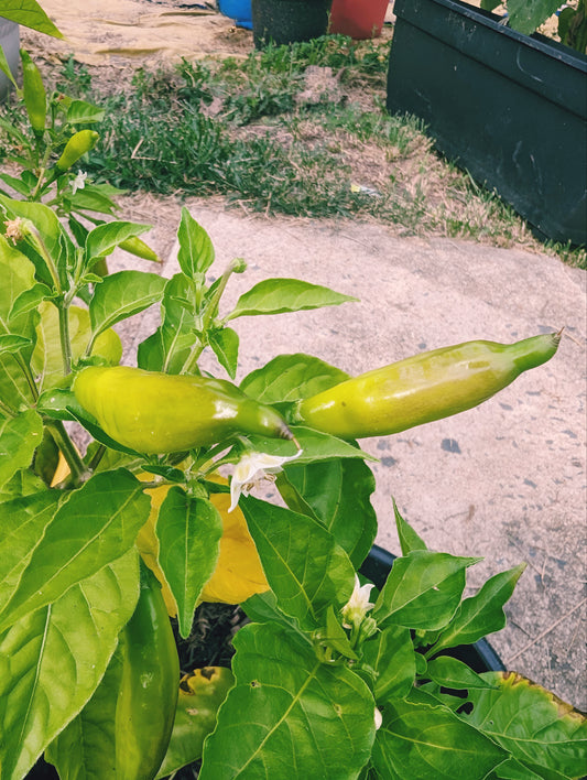 Aji Lemon Drop Hot Pepper 20 Seeds