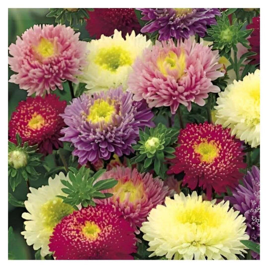 Powder Puff Aster Seed Mix(Callistephus Chinensis)Cut flowers. 1000 seeds