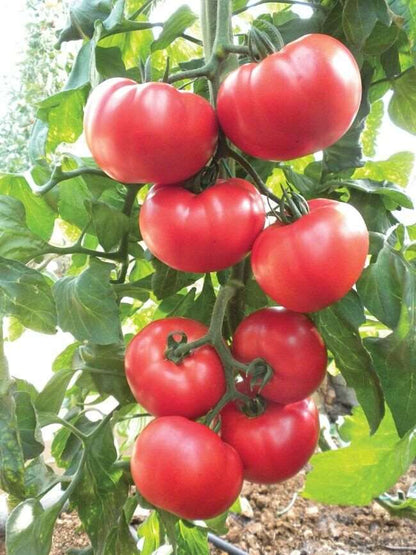 Beefsteak Tomato. 100 Seeds.