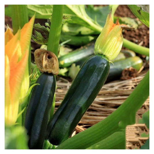 Black Beauty Zucchini Summer Squash. 15 Seeds.