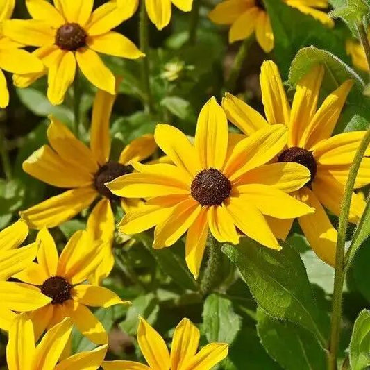 Black Eyed Susan (Rudbeckia Hirta) Flower. 1000 Seeds.