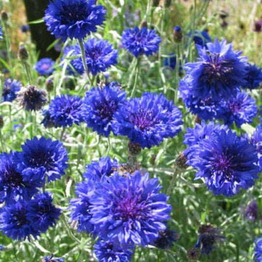 Tall Blue Centaurea Cornflower | Bachelor Button | Wildflower | 500 Flower Seeds