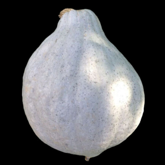 Blue Hubbard Squash. 20 seeds