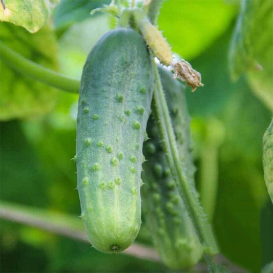 Boston Pickling Cucumber. 25 Seeds