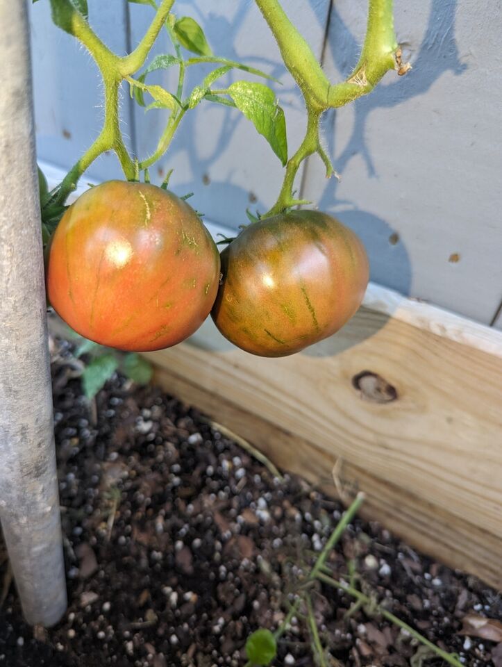 Garden tomatoes 