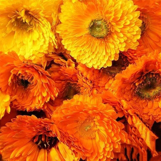 Calendula Pacific beauty mix. 100 Seeds. Flower Seeds