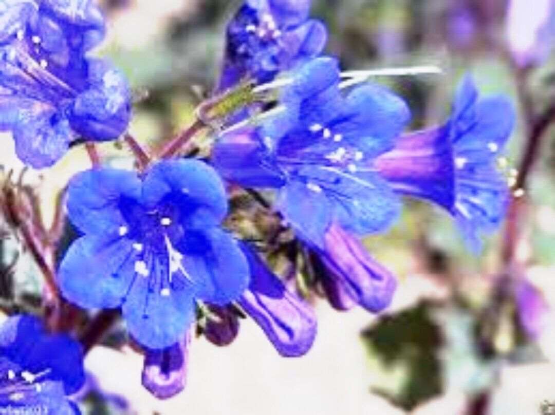 California Bluebell Campanula Flower. 1000 seeds