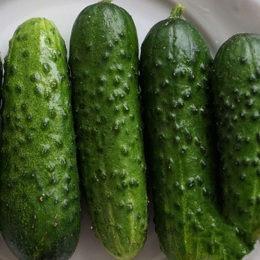 Calypso F1 Hybrid cucumber. 25 Seeds