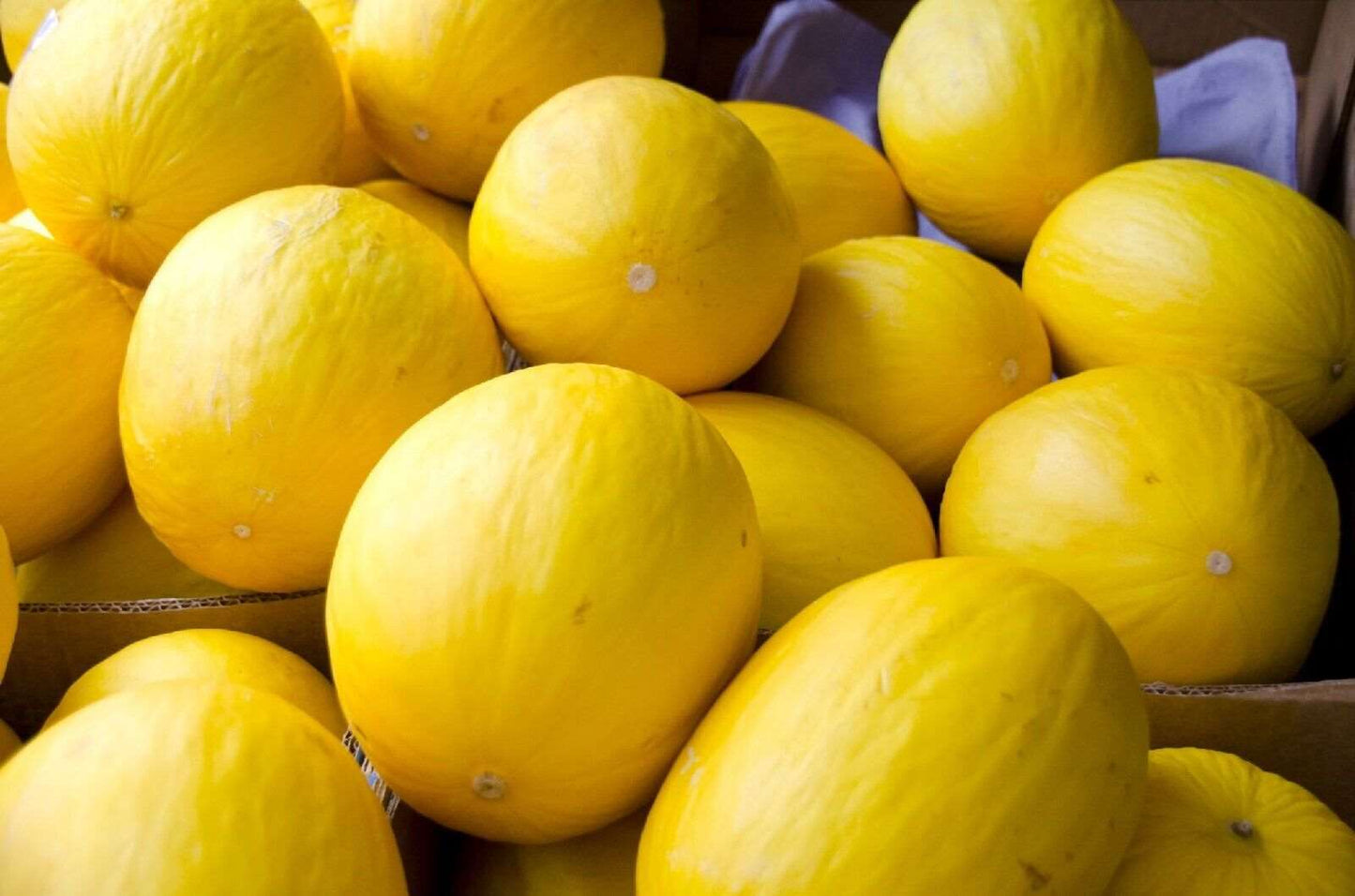 Canary Yellow melon seeds. 20 seeds