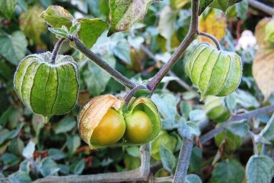 Cape Gooseberry. Ground cherry. 50 Seeds. Heirloom and non GMO - seedsfun