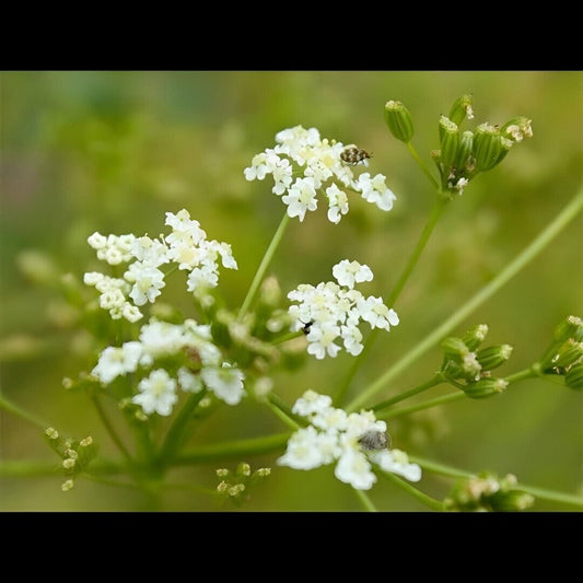 Common Caraway