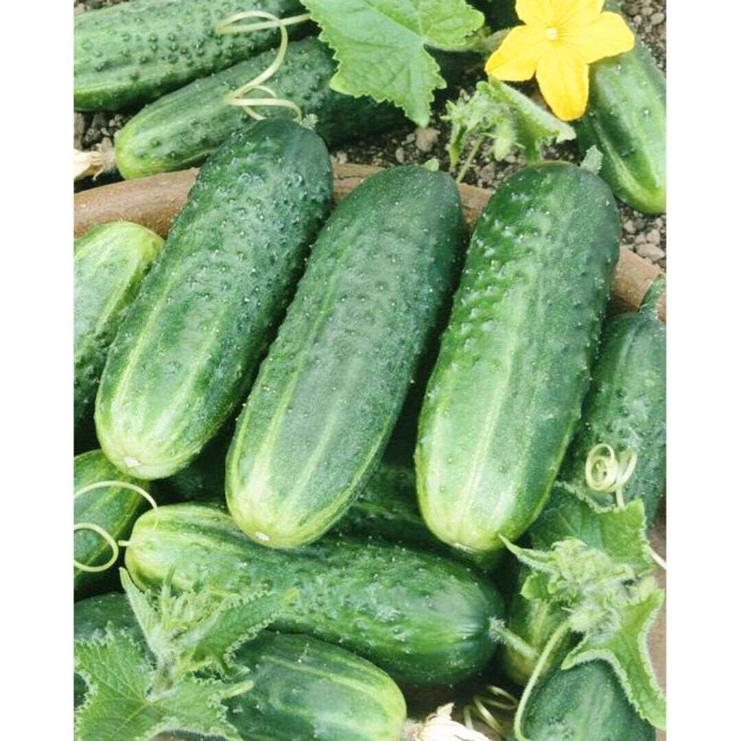 Carolina F1 Hybrid cucumber. 25 seeds
