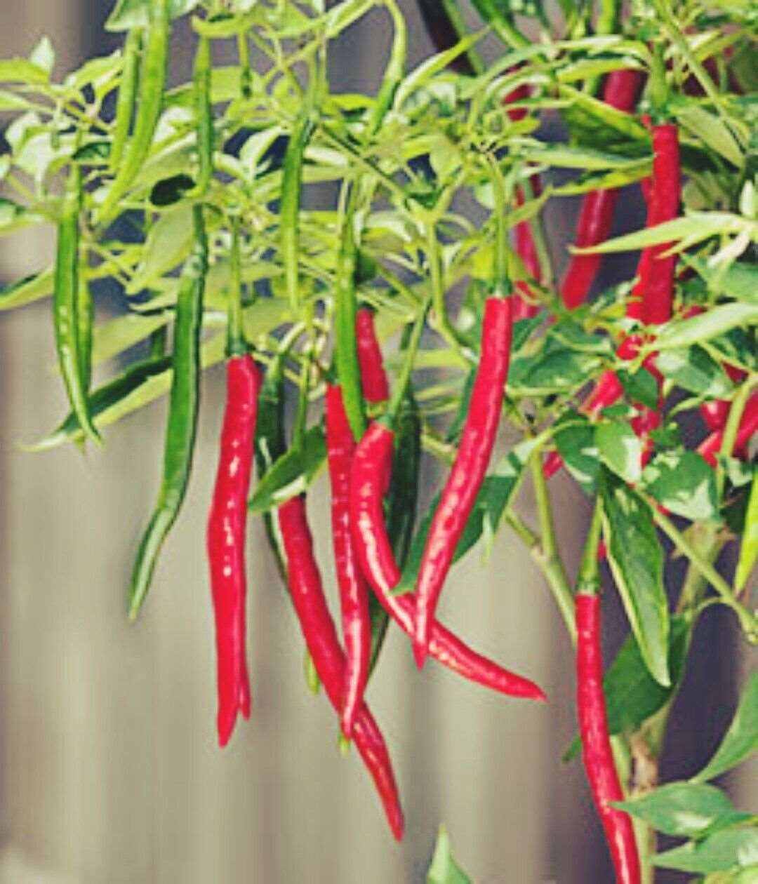 Hot Cayenne long slim Pepper Seeds | Heirloom & Non-GMO | 50 Seeds
