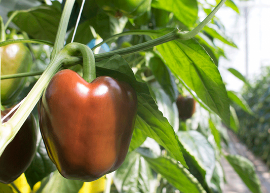 25+ Chocolate Beauty Bell Pepper, NON-GMO, Heirloom.