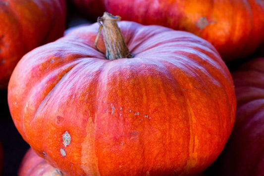 Cinderella Pumpkin. 10 Seeds