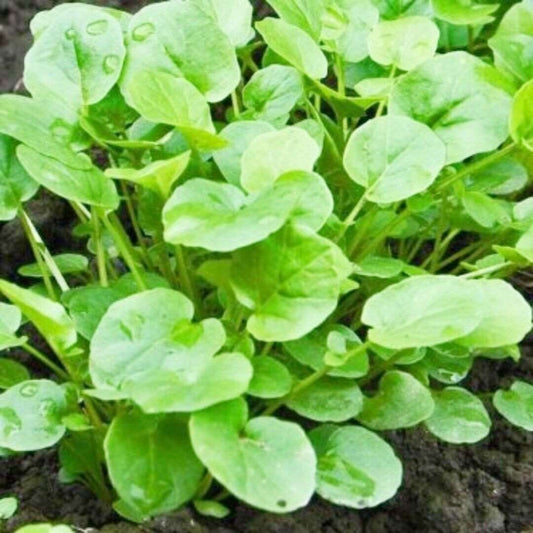 Upland Cress Seeds  Non-GMO / Heirloom / Barbarea verna  Herb Garden. 1200 Seeds