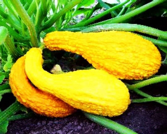 Crooked neck summer Squash. 20 seeds