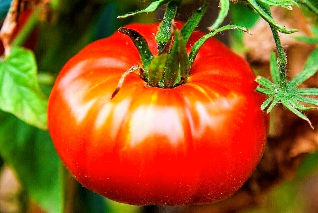 50 Abe Lincoln Tomato Seeds. Heirloom and non GMO - seedsfun