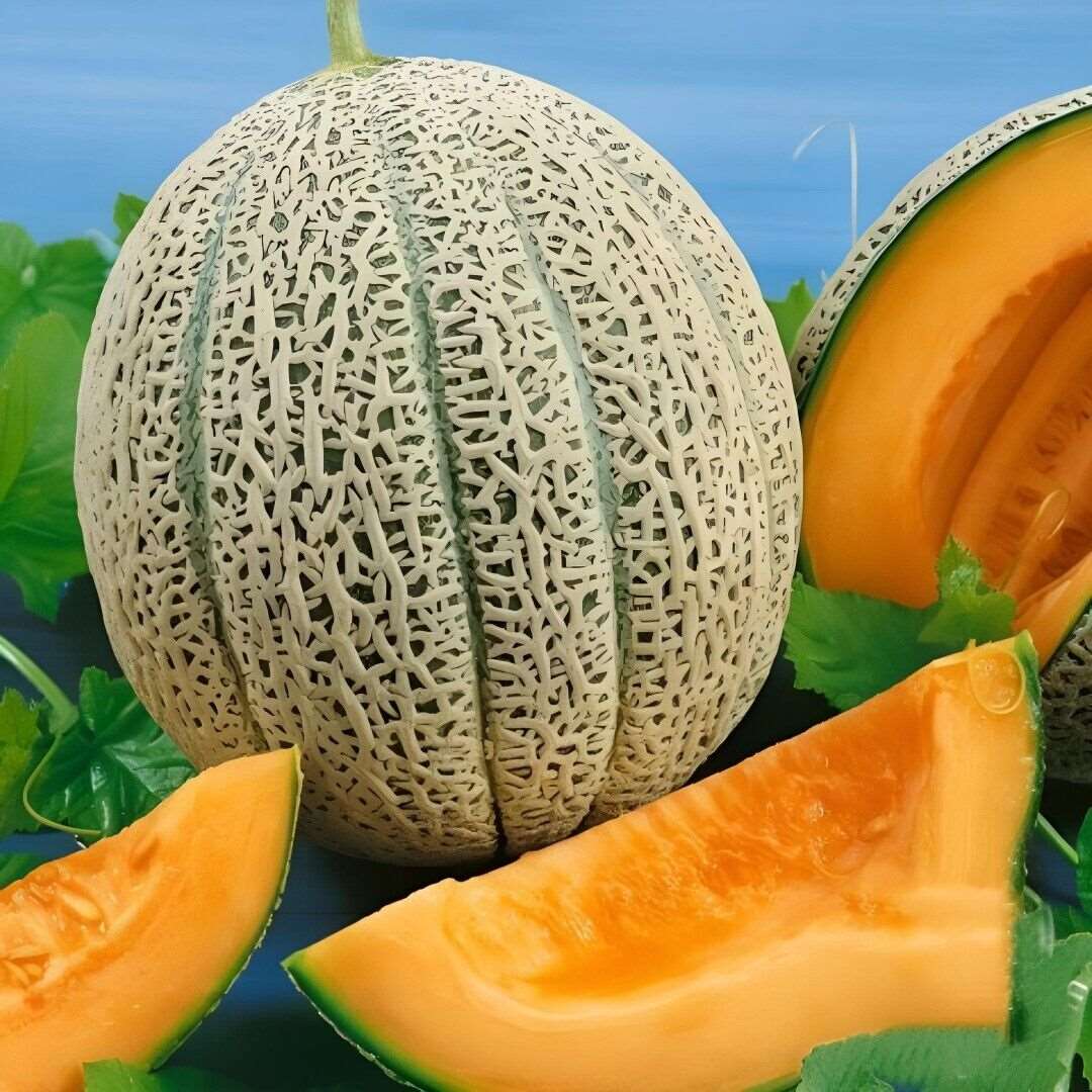 Delicious 51 Melon Seeds. 30  seeds