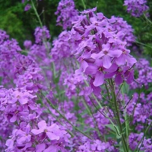Dames rocket (Danask Violet)  Purple Flower seeds.