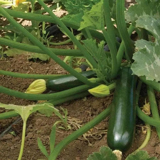 Dark Green Zucchini Summer Squash. 15 Seeds