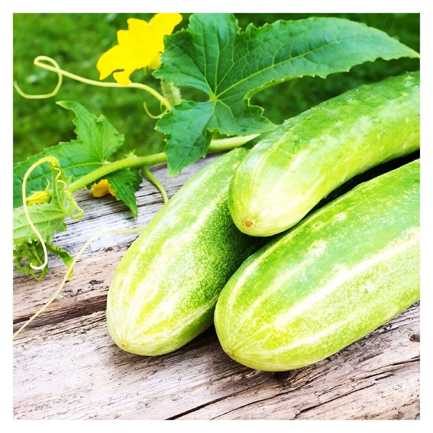 Double Yield Cucumber. Organic. 30 seeds