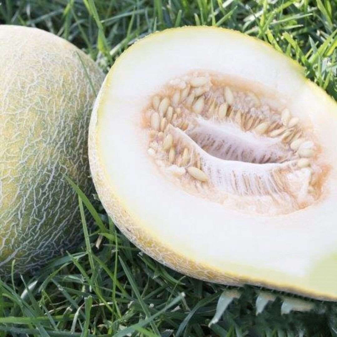 Eindor Melon Seeds. 15 seeds