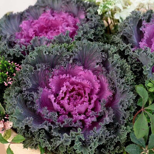 Flowering Kale Nagoya Series Mix Annual Seeds. 25 Seeds