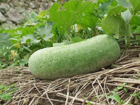 Fong Show gourd. Hybrid Seeds. 10 Seeds