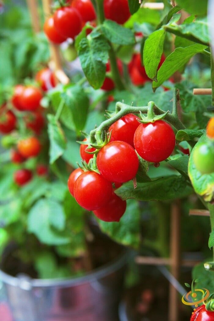 Gardener's delight cherry Tomato Seeds.