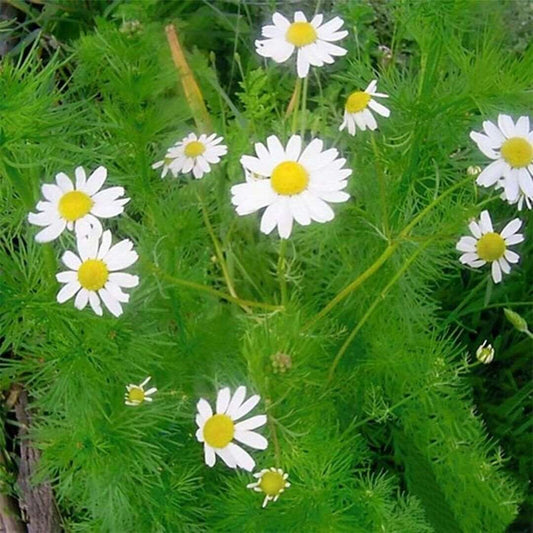 German Chamomile Seeds | NON-GMO | Heirloom | 1500 Seeds. White Flower