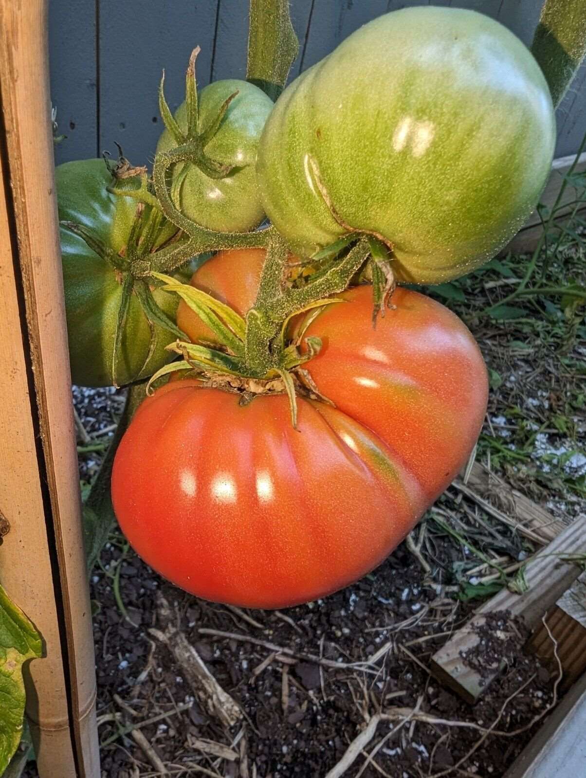 German Giant Tomato Seeds | Big and Juicy |NON-GMO | Heirloom. 20 seeds