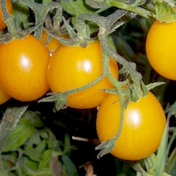 Gold nugget cherry tomato Seeds.