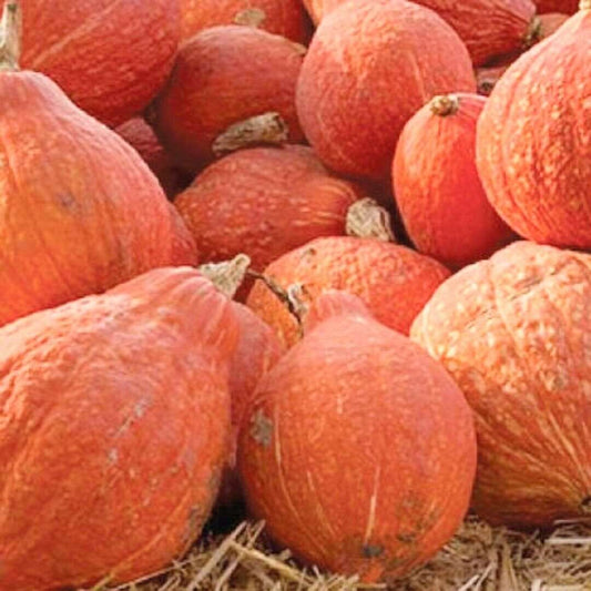 Golden Hubbard Squash Seeds |  Non-GMO | Heirloom | 20 seeds