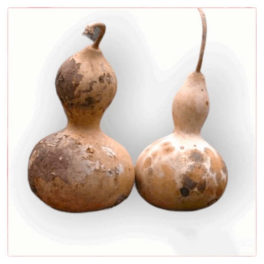 Birdhouse Gourd. 10 Seeds