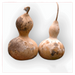 Birdhouse Gourd. 10 Seeds