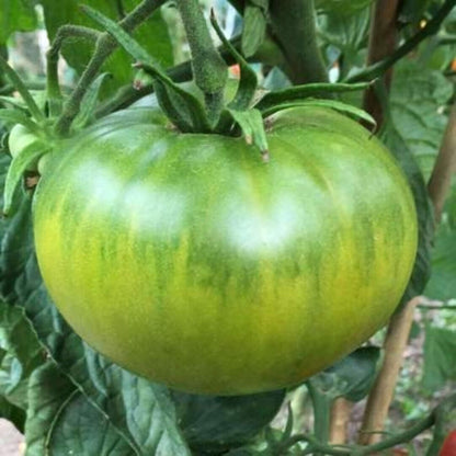 50 Aunt Ruby's Green German Tomato Seeds. Heirloom and non GMO - seedsfun