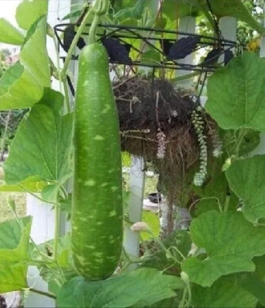 Big Bottle Gourd. 10 Seeds.