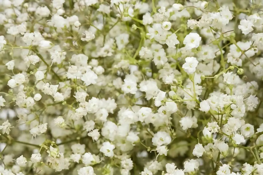 Baby's Breath Gypsophila. 800 Seeds