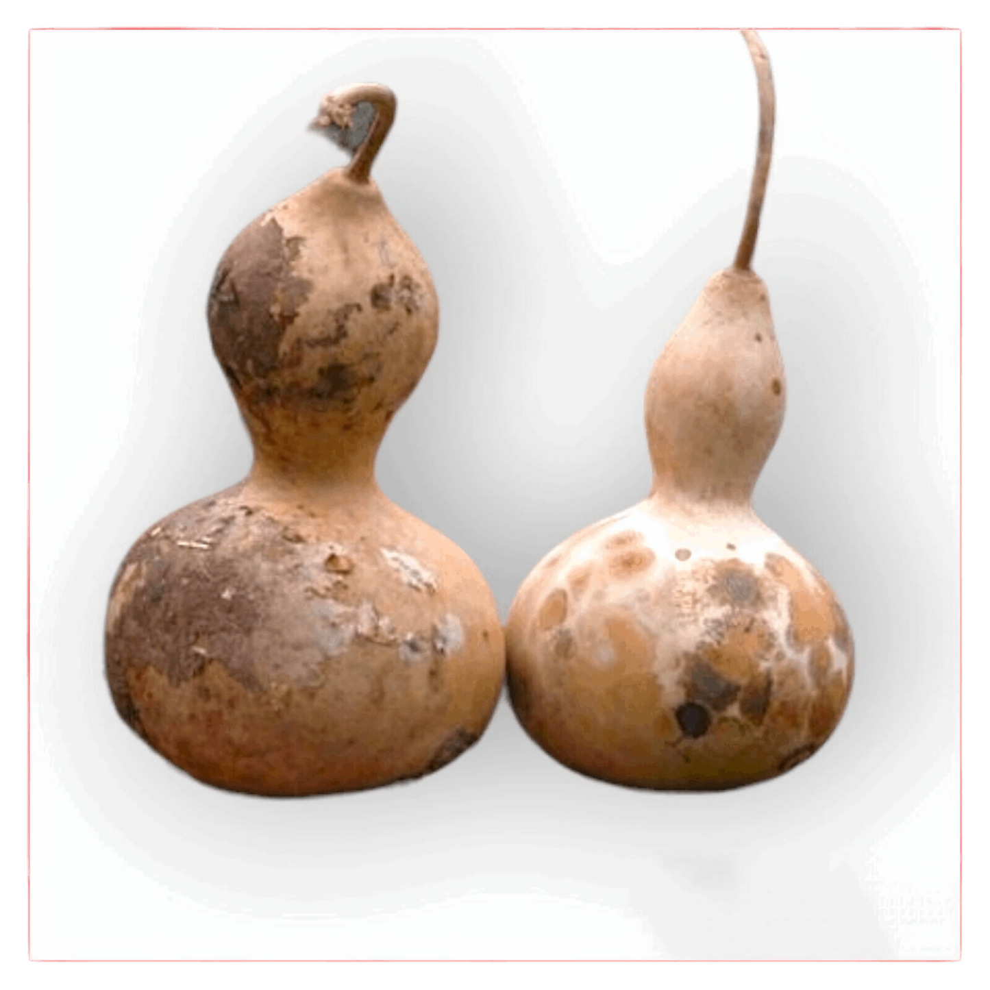 Birdhouse Gourd. 10 Seeds