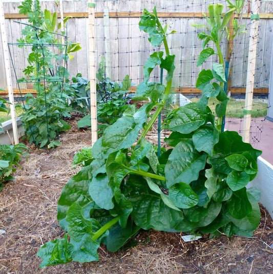 Green malabar spinach, Alugbati, Vietnamese Spinach, Pui, Poi shak. 25 SEEDS.