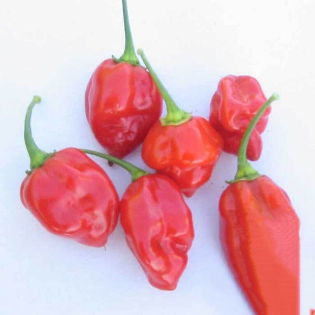 Caribbean Red Habanero Hot Pepper. 25 Seeds