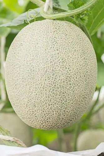 Hales Best Jumbo Melon Seeds.