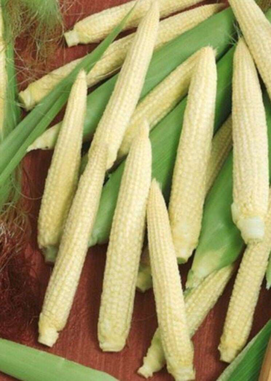 Japanese Hulless Corn Seed, NON-GMO, Heirloom. 20 Seeds