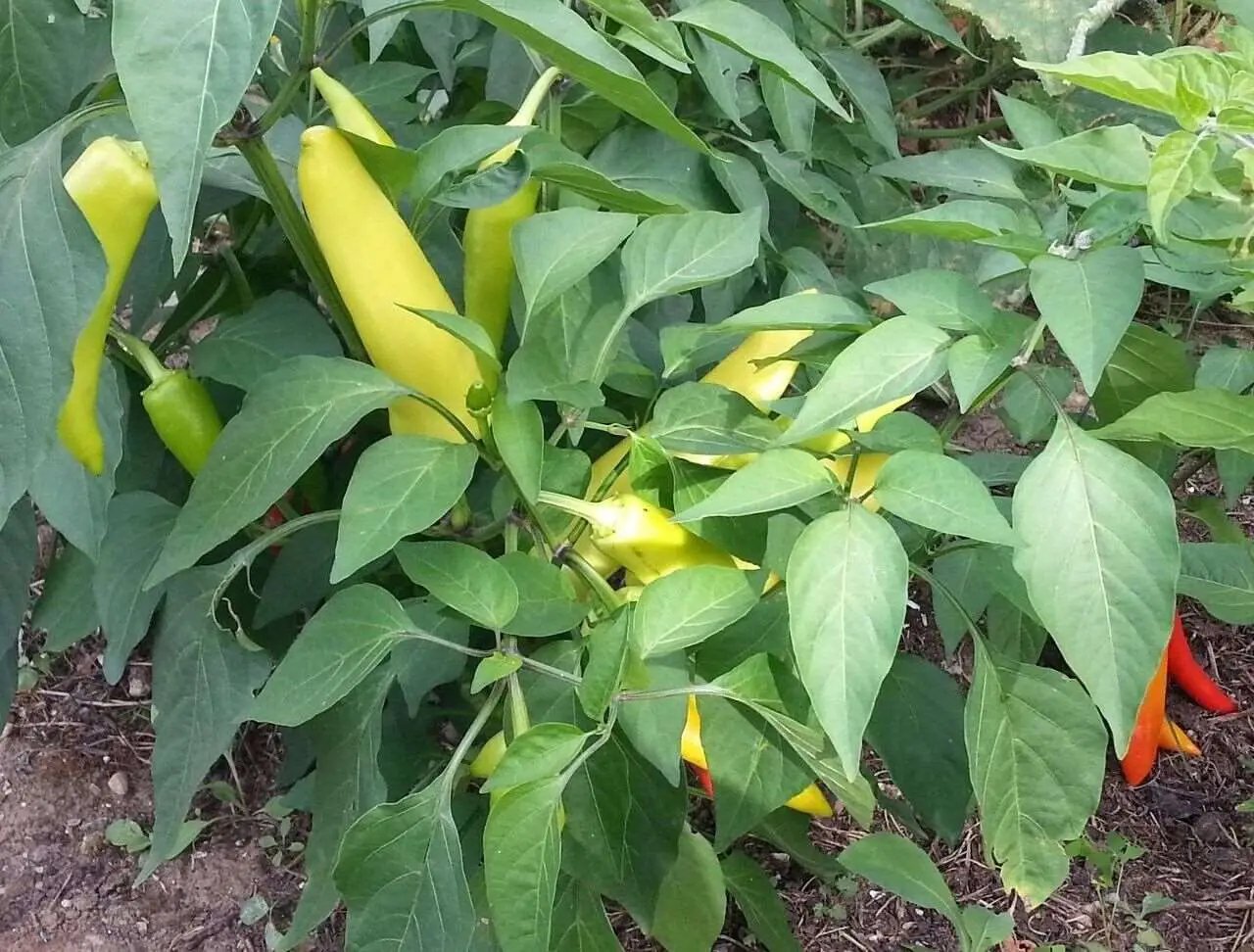 Hungarian Wax Hot Pepper Seeds, Hot Banana Pepper, NON-GMO. 25 seeds