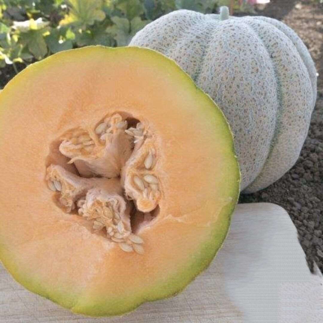 Iroquois melon seeds | Fruit | NON-GMO. 20 seeds