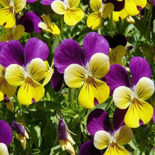 Johnny Jump Up Viola Seeds | NON-GMO | Heirloom | 1500 Seeds